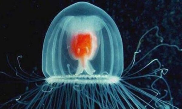 Medusa immortale: vive davvero per sempre?